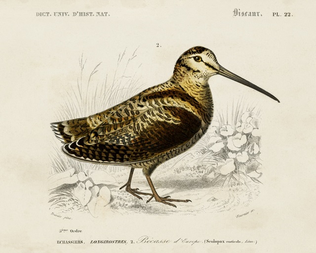 d'Orbigny Seabird II