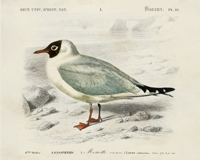 d'Orbigny Seabird III