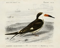 d'Orbigny Seabird IV