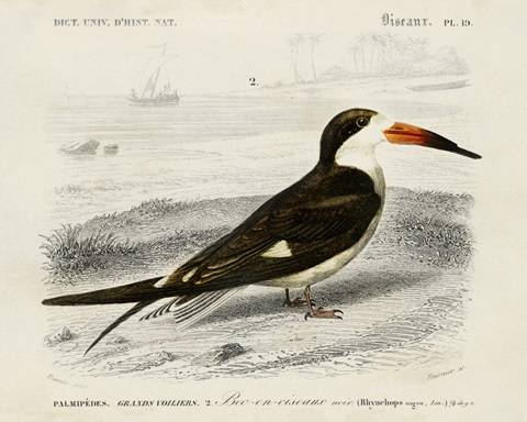 d'Orbigny Seabird IV