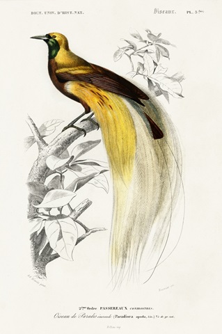 d'Orbigny Exotic Bird I