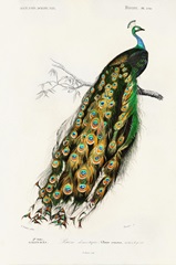 d'Orbigny Exotic Bird II