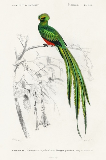 d'Orbigny Exotic Bird III