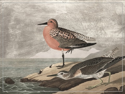 Gilded Sandpipers I