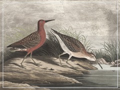 Gilded Sandpipers II