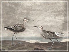 Gilded Sandpipers III