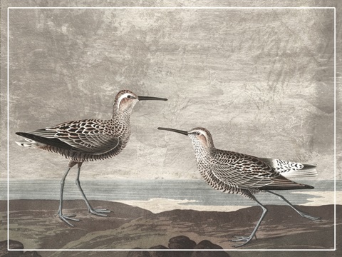 Gilded Sandpipers III