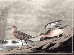 Gilded Sandpipers IV