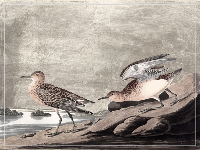 Gilded Sandpipers IV