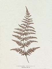 Lowe Sepia Fern I