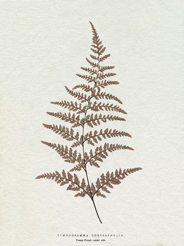 Lowe Sepia Fern I