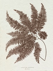Lowe Sepia Fern II