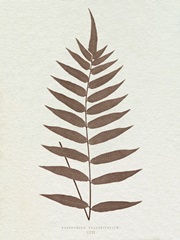 Lowe Sepia Fern III