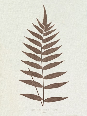 Lowe Sepia Fern III