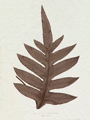 Lowe Sepia Fern IV
