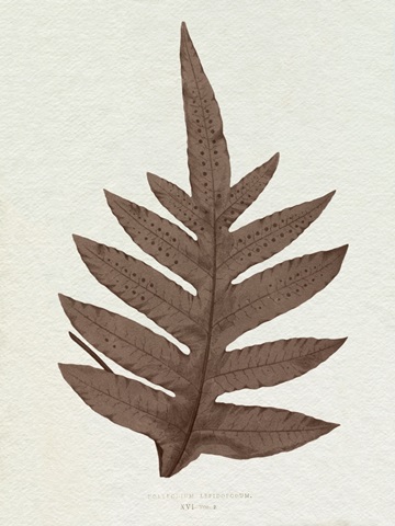 Lowe Sepia Fern IV