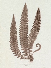 Lowe Sepia Fern V