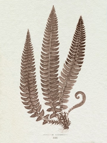 Lowe Sepia Fern V