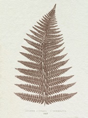Lowe Sepia Fern VI