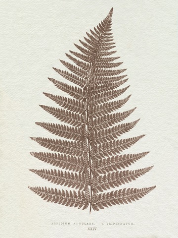 Lowe Sepia Fern VI
