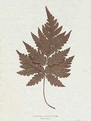 Lowe Sepia Fern VII
