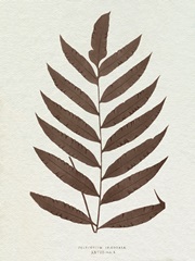 Lowe Sepia Fern VIII