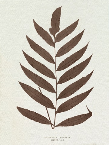 Lowe Sepia Fern VIII