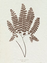 Lowe Sepia Fern IX