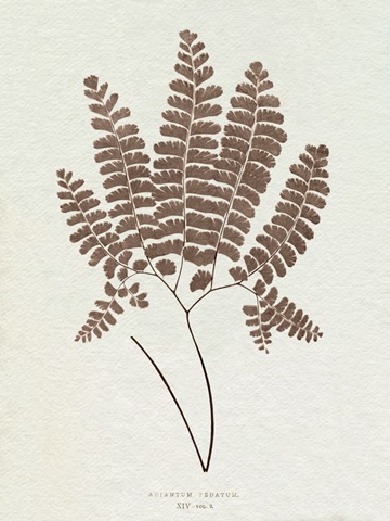 Lowe Sepia Fern IX