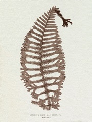 Lowe Sepia Fern X
