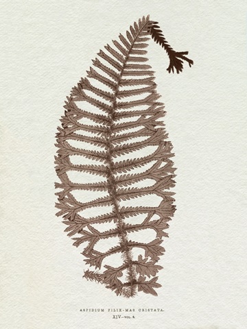 Lowe Sepia Fern X