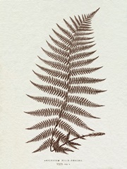 Lowe Sepia Fern XI