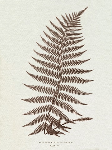 Lowe Sepia Fern XI