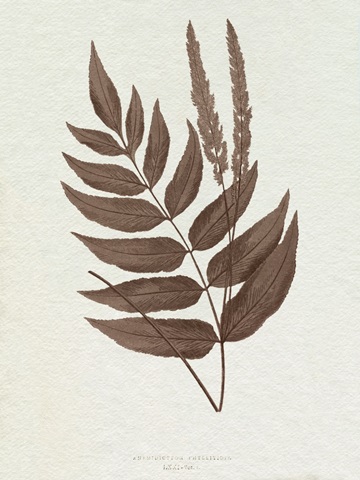 Lowe Sepia Fern XII