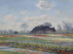 Tulip Fields at Sassenheim