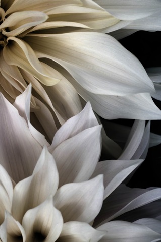 Shattered Petals III