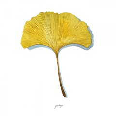 Golden Ginkgo Study I