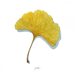 Golden Ginkgo Study II