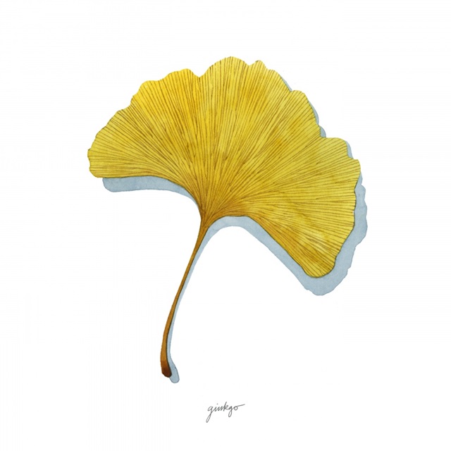 Golden Ginkgo Study II