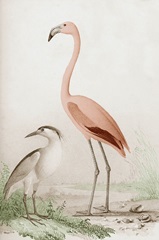 Antique Chroma Waterbirds I