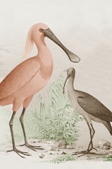 Antique Chroma Waterbirds II