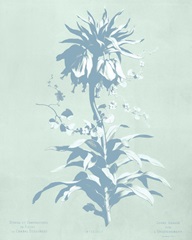Mint Lilium I