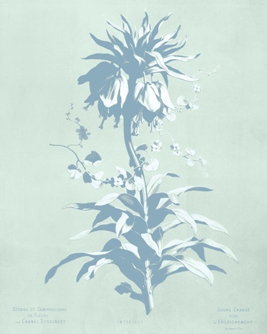 Mint Lilium I