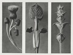 Blossfeldt's Triptych II