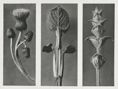 Blossfeldt's Triptych II