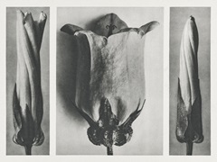 Blossfeldt's Triptych III