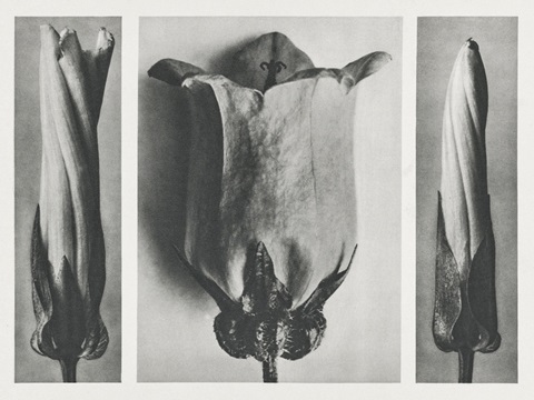 Blossfeldt's Triptych III