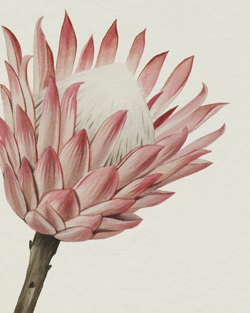 Queen Protea I