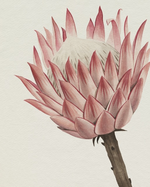 Queen Protea II