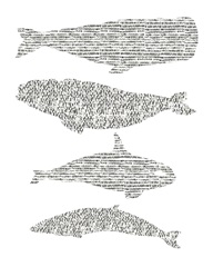 Dashed Whale Chart I
